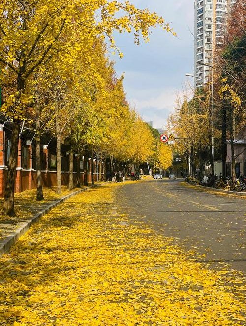 上海秋季银杏共青森林公园